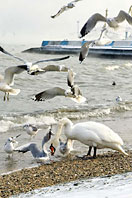 Феодосия - лебеди и чайки зимой