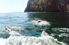 Дельфины у подножия Кара-Дага (фото с сайта http://www.koktebel.com.ua)
