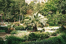 Ялта Никитский ботанический сад http://entomology.ru